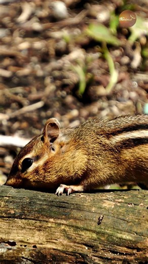 This Chipmunk Refused to Leave Until Its Cheeks Were Full
