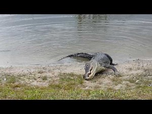 Florida alligator takes revenge on head-bopping golf ball