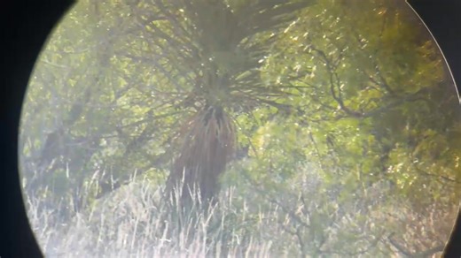 17K views · 158 reactions | We still have two spots left!!! Check out these deer guys they are absolute giants!!! Legit hunt as well!! Come get one with your bow in October!!! Call me at 480 797 8309 | Blue Rooster Hunting Ranch | Facebook