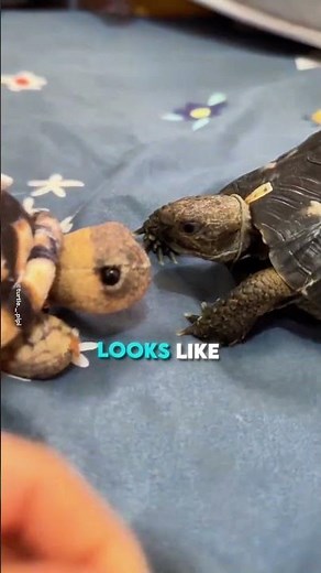Naughty Tortoise Gets the Funniest Lesson Ever! 😂🐢 (@turtle._.pipi)#funny #shorts