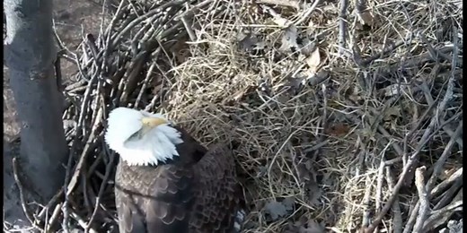Live: Eagle lays egg on cam in Avon Lake nest