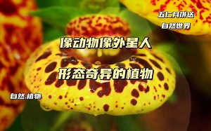 像动物像外星人，形态奇异的植物_哔哩哔哩_bilibili