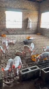 Here is an organic way of making pig feed and all other animal feed at almost zero cost | Bempet Organic Farm