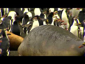 Funniest PENGUINS You'll Ever See.