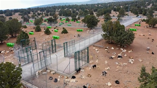 📍Meram Sahipsiz Sokak Hayvanları Doğal Yaşam Alanı 70000 metrekareden oluşan tesisimiz toplam 7 bin köpek kapasitesine sahip. Bugün itibariyle 3091 köpeğin bulunduğu alan hayvanların doğal yaşamına uygun bir şekilde tasarlanmış, yiyecek ve su ihtiyaçlarının yanı sıra tedavi ve bakımları zamanında gerçekleştirilmektedir. Meramlı hemşehrilerimizin daha güvenli ortamlarda huzurlu bir şekilde hayatlarını sürdürebilmesi adına ekiplerimizin köpek toplama çalışmaları devam ediyor. | Meram Belediyesi