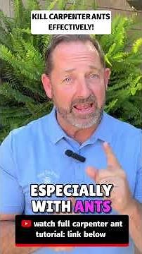 Stop Using Ant Spray ❌ You NEED This for Carpenter Ants! #carpenterants #diypestcontrol