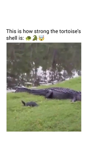 Not just a shell — a living shield built from bone and strength! 🐢🤯 #viral #shorts