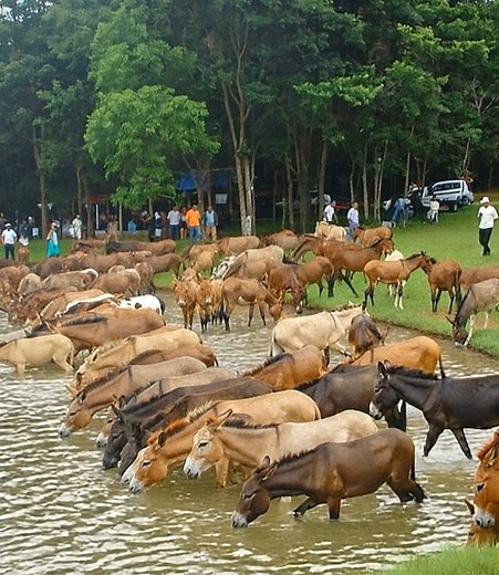 After a long day’s work, nothing hits the spot like a cool drink! These hardworking mules gather together by the water’s edge, taking a well-deserved break. There’s something peaceful and powerful about seeing them rest side by side — true teamwork in every sense. 💛 #MuleLife #FarmDays #Teamwork #NatureMoments #fblifestyle | Bridles & Browbands