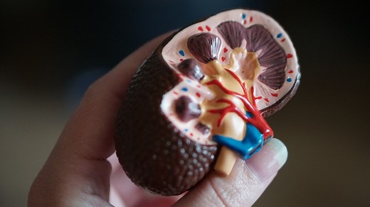 4 supplements that can help boost the health of your kidneys