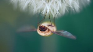 Bug, Fly, Insect. Free Stock Video