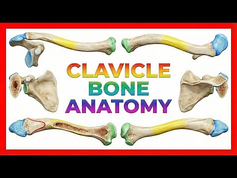 Clavicle Anatomy Animation | General features, Osteology, Attachments, Development, clinical anatomy