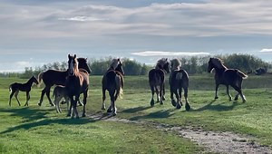 Coat’s Farms Nemo meeting his mares. Breeding season starts today. | MM RANCH