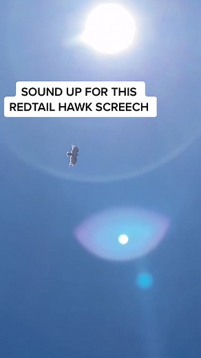 Hawk Sound Effects Compilation