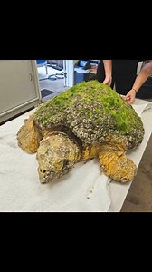 Meet Opal, the Loggerhead subadult who had been going through a rough patch in life. She was found floating by local marine stranding responder Daisy. Opal was covered in algae and barnacles. Her left front flipper had been cut off, which was mostly healed, but the bone (humerus) was sticking out. After daily wound treatment in our ICU area and a round of antibiotics (and of course a long spa treatment), Opal was recovering and getting stronger. Unfortunately, the scutes on Opal’s shell had star