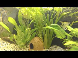 Aquarium Skalare / Scalar (HD)
