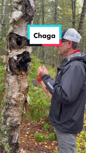 Exploring Indigenous Medicine: Finding Chaga Mushroom in the Fall