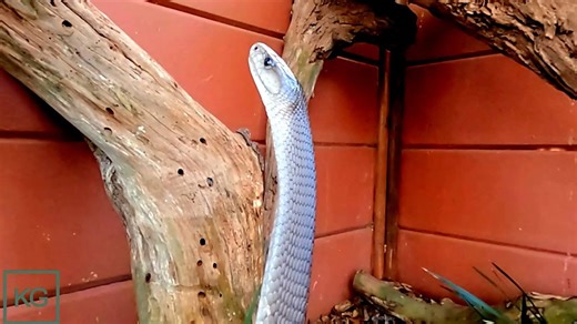Huge Black Mamba Shows Incredible Strength – Lifts Most of His Body!