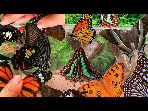 Catching Beautiful Butterflies in the Wild | Amazing Butterfly Hunting Adventure