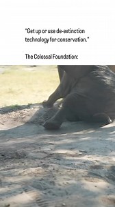 3.6K views · 80 reactions | The Colossal Foundation launched today with $50 million in funding that will go toward halting the extinction crisis  | Colossal Biosciences | Facebook