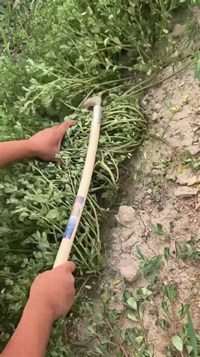 Traditional Farming: Harvesting Fresh Green Vegetables