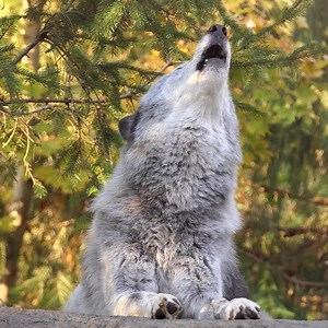54K views · 12K reactions | Nobody does autumn better than wolves  | Wolf Conservation Center | Facebook
