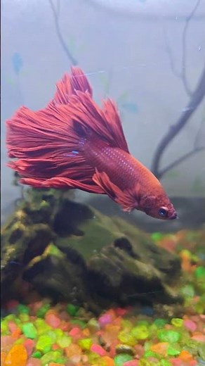 Get Swagged Out with Fa9la Betta Fish! #aquarium #fish #fishtank #fa9la