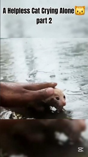 sad cat story that will melt your heart | cat short#Sad#Cat #Emotional Video#viral