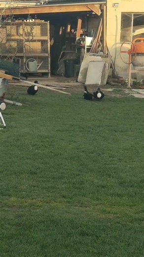 accouplement canard Duclair