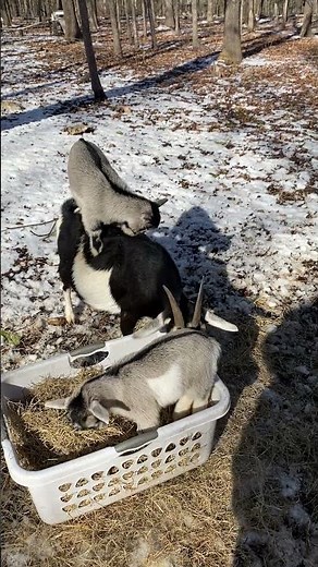 Baby Goat Riding on His Mother's Back || ViralHog