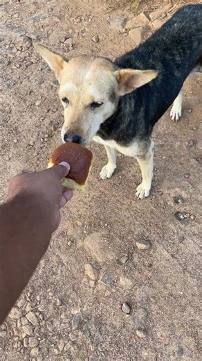 Cute Girl With Her Cat | Beautiful Eyes & Adorable Cat Moment