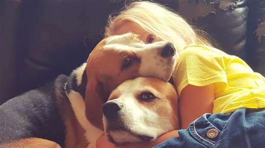 Growing up surrounded by playful beagles is pure joy captured
