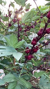 Wondering what the best time to harvest roselle hibiscus is? ⁣⁣ ⁣⁣• After the beautiful roselle bloom fades, the flower withers and falls off. (If it doesn't fall out, remove the flower for the longest storage life.⁣⁣ • Between 7-10 days after blooming is the best time to pick the calyces.⁣⁣ ⁣⁣• It is time to harvest when the pointy red calyx around the seed pod is just over an inch wide. The seed pod is fully grown but still tender.⁣⁣ ⁣• To avoid damage to the branch it’s best to remove the cal