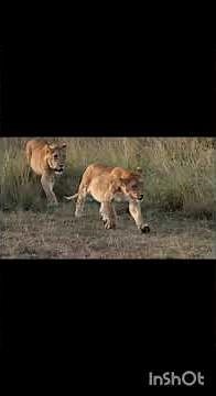 Lion Waking Up in the Wild | Majestic Wildlife Moments