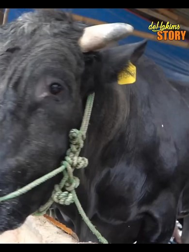 Belgian Blue gak bisa kawin sesama jenis? Lagi ngomongin sapi jumbo, Tiba-tiba salpok sapi merah guys! Ngasal banget lagi jalannya #irfanhakim #dehakims #belgianblue #sapijumbo #animallover #sapiviral #cows #untuksemuaorang #fypchallenge #lewatberandafyp #Matador #ternaksapi #farmlife | Irfan Hakim