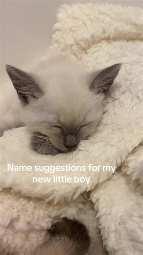 Creative Names for Your Siamese Kitten