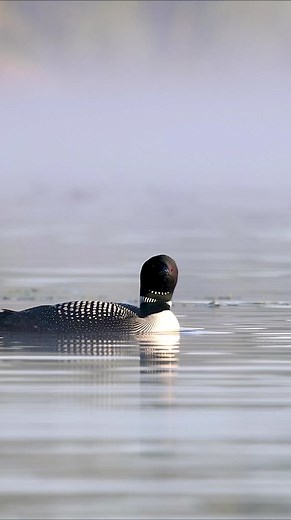 Common loons calling in Maine. Name a better sound in nature than this one?! | Harry Collins Photography