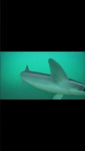 Trevally and Queenfish Round Up Bait Under Mission Beach Jetty!