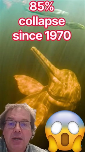Freshwater species in Freefall as we keep wrecking our rivers, lakes and other freshwater wetlands