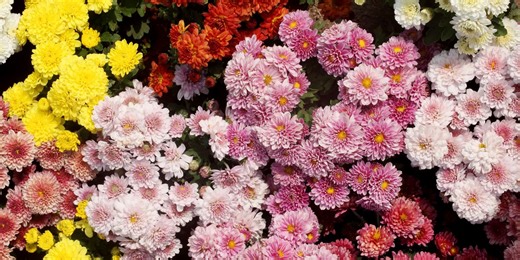 These Beautiful Easter Plants Add Instant Cheer To Any Space