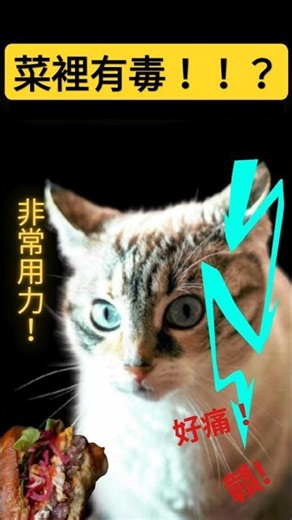 ✨😱上完廁所，世界就亂了？✨日本語字幕 #comedyshorts #搞笑 #可愛 #貓 #迷因 #meme #funny #猫 #爆笑#pets #cat #美食