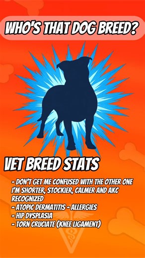 Adam Cook on Instagram: "HEALTH STATS 🐾 🐶 American Staffordshire Terrier Skin allergies / Atopic Dermatitis → Chronic itching, licking paws, recurrent ear infections, and inflamed skin are very common in this breed. Prevalence: ~10–15% of dogs overall, with bull-type terriers reported as predisposed. Cause: Genetic skin barrier dysfunction + environmental allergens (pollens, dust mites, molds) ± food triggers. Treatment/Cost: Lifelong management with Cytopoint/Apoquel, medicated baths, ear med