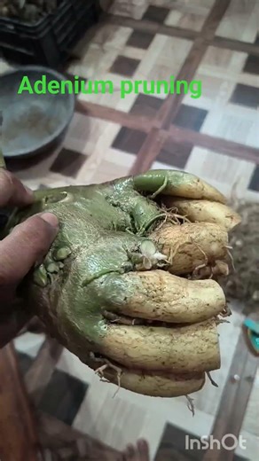 Adenium pruning#shorts #shortvideo #short #nature #garden #gardening #trending #shortsfeed#flowers