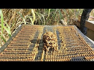 Zacznij zbierać propolis!!! Metody pozyskiwania propolisu.