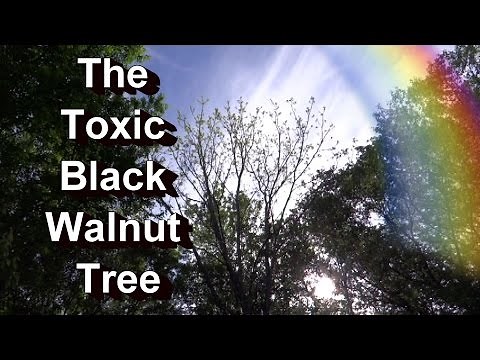 The Toxic Black Walnut Tree: Which Plants Die or Survive? My Personal Garden Examples