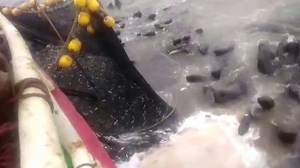 Sea lions panicked by orcas almost sink Chilean fishing boat