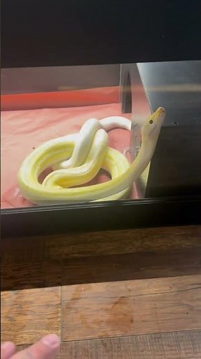 10 foot reticulated python bite!