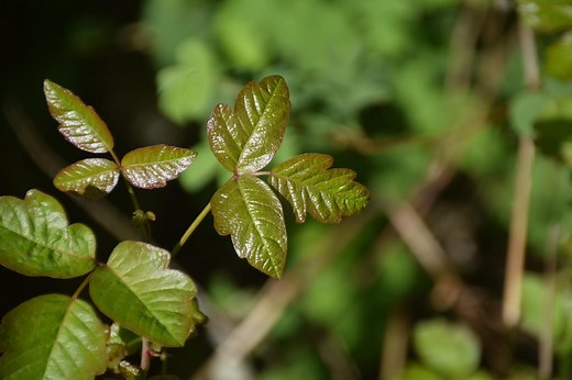 Poison Oak: A Guide to Avoiding 'California's Most Common Shrub'