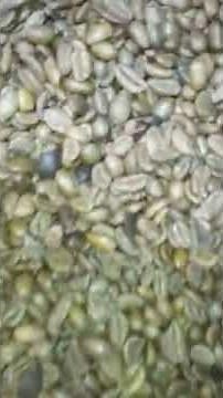 Processing Coffee Beans: Cleaning and Sorting by hand.