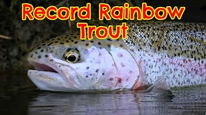 What is the Biggest Rainbow Trout Ever Caught? (with Maps and Tips) - Guide Recommended