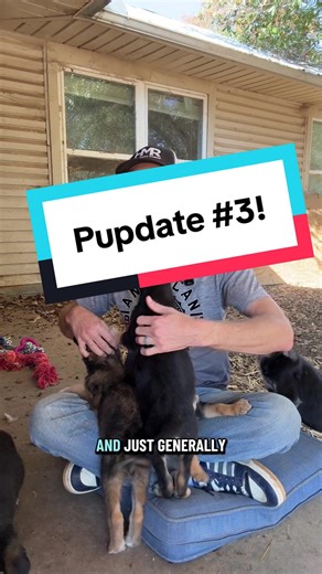 Pupdate 3! Quick update on the puppies we found dumped on the side of the road. Please be patient with us as we work through this. #ranch #farmanimals #farmlife #fyp